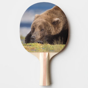 Raquette De Ping Pong ours brun, Ursus arctos, grizzly, Ursus 8
