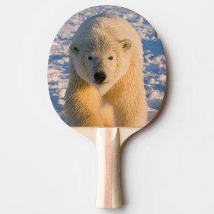 Raquette De Ping Pong ours polaire, Ursus maritimus, ours polaire sur gl