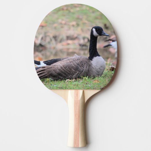 Raquette De Ping Pong Pagaie de ping-pong d'oie (Devant)