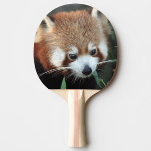 Raquette De Ping Pong Panda roux, Taronga Zoo, Sydney, Australie