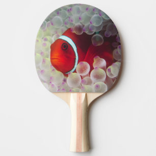 Raquette De Ping Pong Papouasie-Nouvelle-Guinée, Grande Barrière de cora