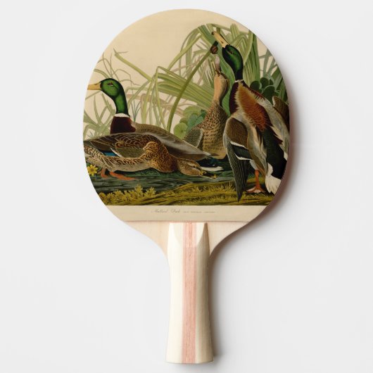 Raquette De Ping Pong Peinture d'oiseaux de Mallard Duck Audubon (Devant)