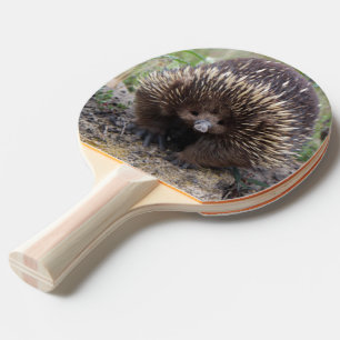 Raquette De Ping Pong Photo native Australian Wild Echidna