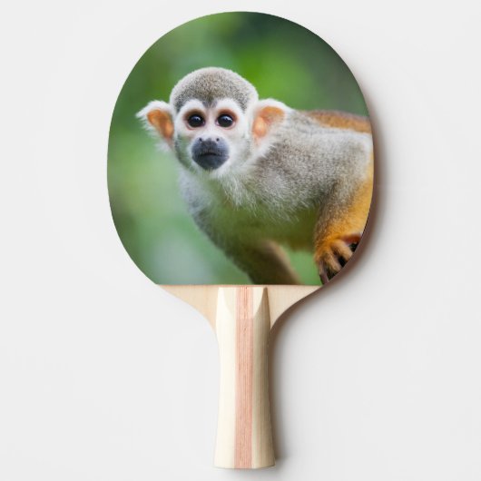 Raquette De Ping Pong Plan rapproché d'un singe-écureuil commun (Devant)