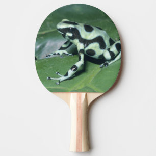 Raquette De Ping Pong Poison Dart Frog, (Dendrobates auratus) Cahuita