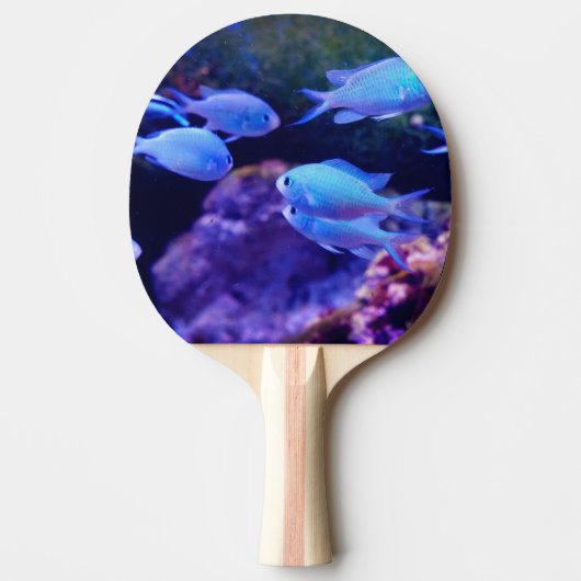 Raquette De Ping Pong Poisson bleu tropical (Devant)