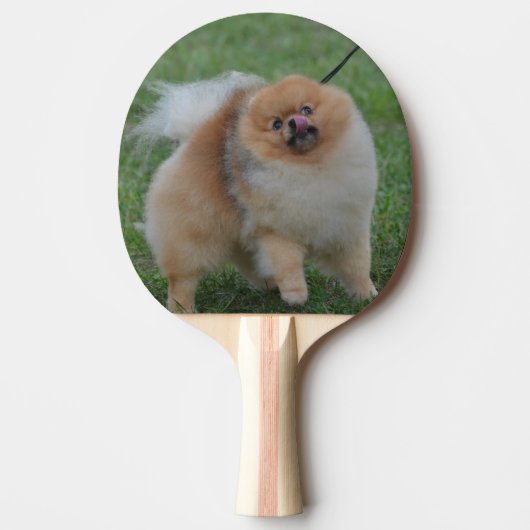Raquette De Ping Pong Pomeranian mignon (Devant)