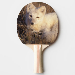 Raquette De Ping Pong renard arctique, Alopex lagopus
