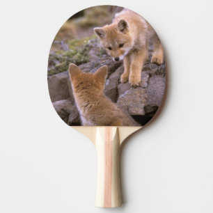 Raquette De Ping Pong Renard gris d'Amérique du Sud (Lycalopex griseus)