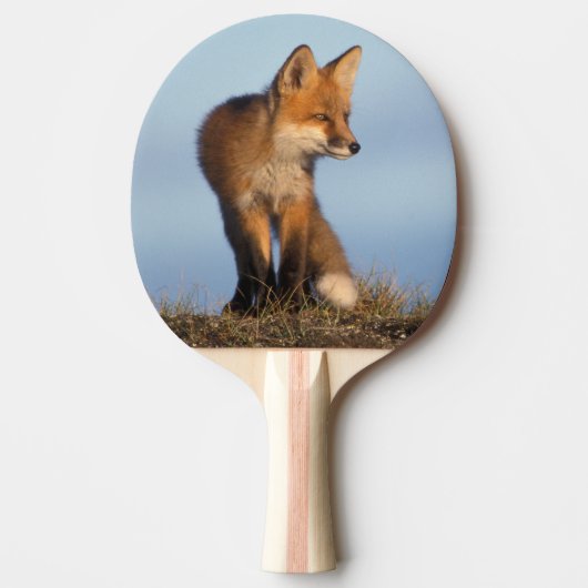 Raquette De Ping Pong renard roux, Vulpes vulpes (Devant)