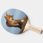 Raquette De Ping Pong renard roux, Vulpes vulpes (Côté)