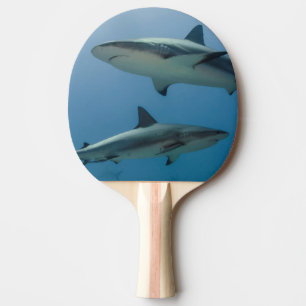 Raquette De Ping Pong Requin des récifs des Caraïbes