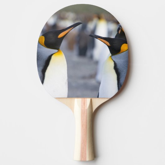 Raquette De Ping Pong Roi Pingouin (Devant)