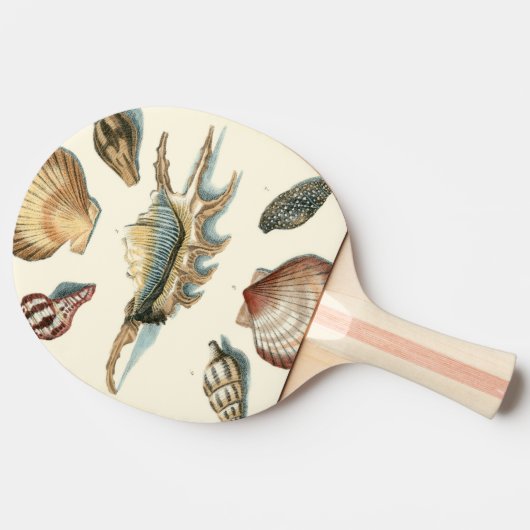 Raquette De Ping Pong Shell de fantaisie échouent (Côté)
