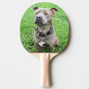 Raquette De Ping Pong Staffordshire Bull Terrier assis,