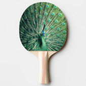 Raquette De Ping Pong Strut Peacock (Dos)
