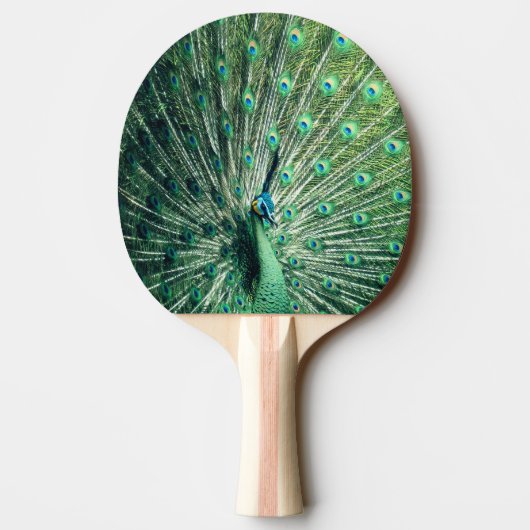 Raquette De Ping Pong Strut Peacock (Dos)