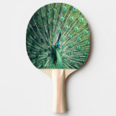 Raquette De Ping Pong Strut Peacock (Devant)