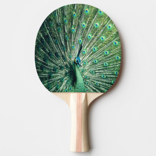 Raquette De Ping Pong Strut Peacock (Devant)