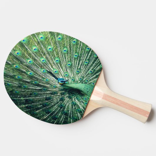 Raquette De Ping Pong Strut Peacock (Côté)