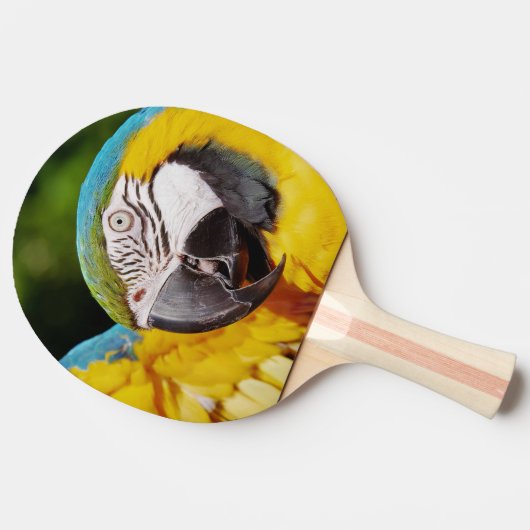 Raquette De Ping Pong Tête d'un Macaw bleu et jaune (Côté)
