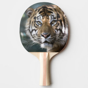 Raquette De Ping Pong Tigre de Sumatra mâle (Panthera tigris sumatrae)