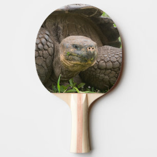 Raquette De Ping Pong Tortue géante