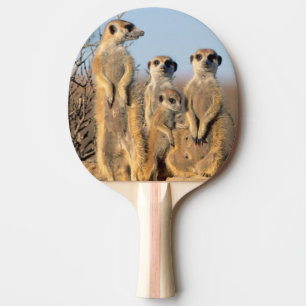 Raquette De Ping Pong Une famille de suricates se chauffant au soleil à 