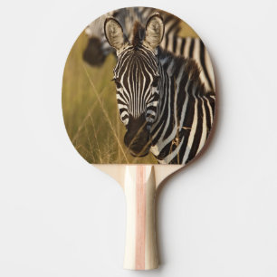 Raquette De Ping Pong Zèbre de Burchell dans les hautes herbes d'été, Ma