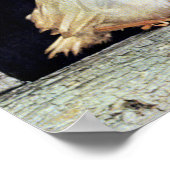 RARE albino robin Poster (Hoek)