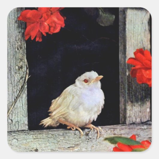 RARE albino robin Vierkante Sticker (Voorkant)
