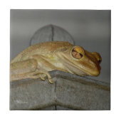 Rare boomkikker Tegel Tegeltje (Voorkant)