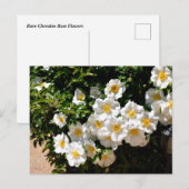 Rare Cherokee Roos Flowers Briefkaart (Voorkant / Achterkant)