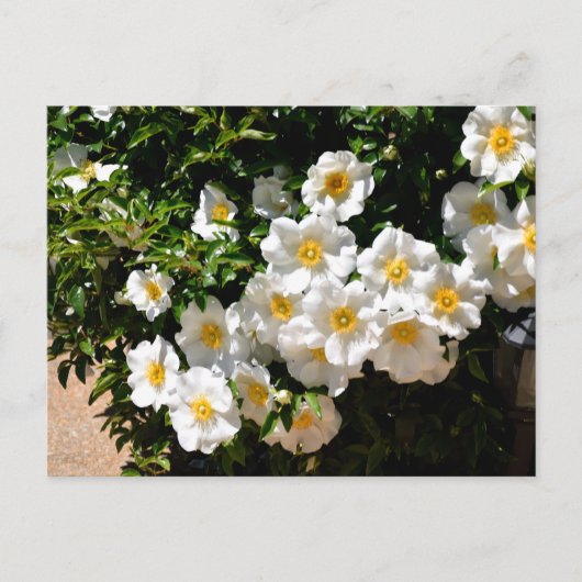Rare Cherokee Roos Flowers Briefkaart (Voorkant)