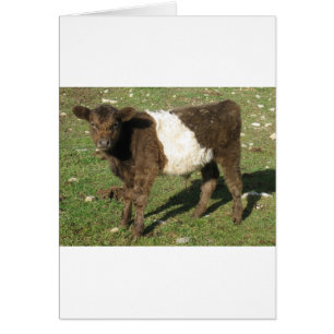 Rare Dun Ceinturé Galloway Calf