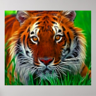 Rare Sumatran Tiger uit Indonesië Poster