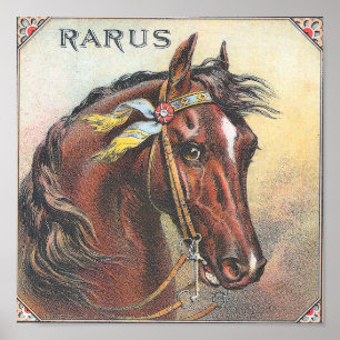 Rarus  Racepaard Portret Poster