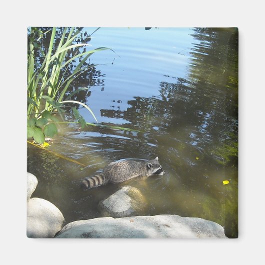 Ras in het water magneet (Voorkant)