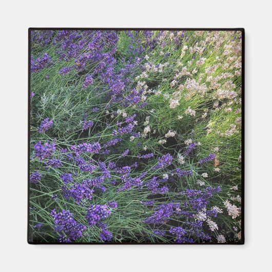 Ras Lavender Magneet (Voorkant)