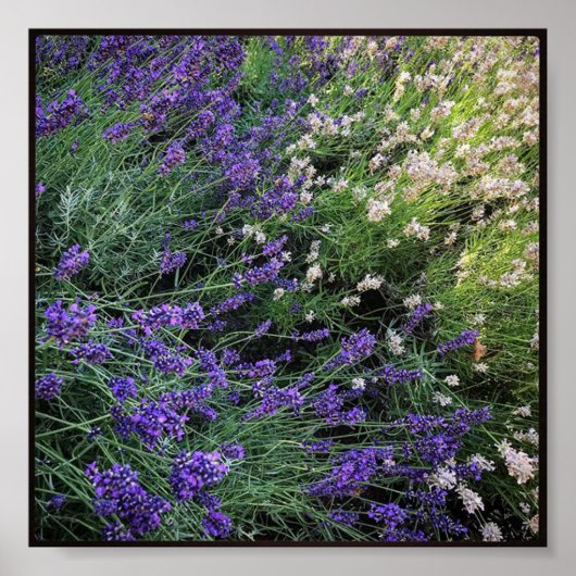 Ras Lavender Poster (Voorkant)