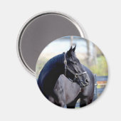 rasechte paardenmagneet magneet (Voorkant / Achterkant)