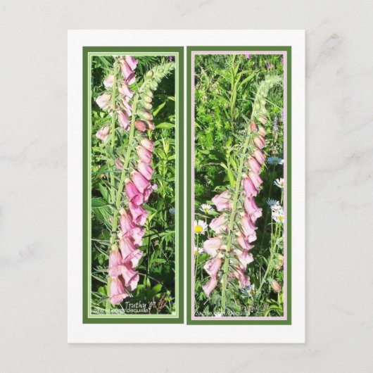 RASPBERRY FOXGLOVE BLADWIJZER BRIEFKAART (Voorkant)