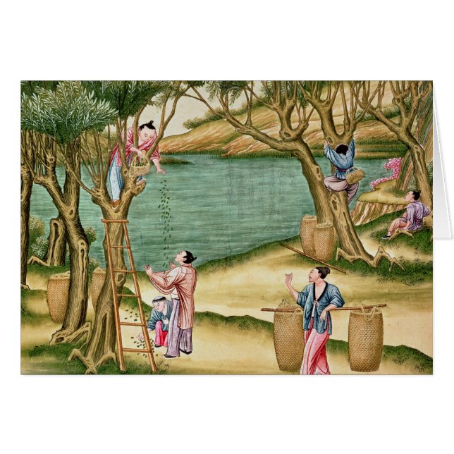 Rassemblement des mûres (Devant horizontal)