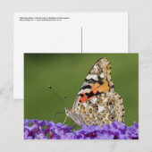 Rassembler une carte postale Nectar (Devant / Derrière)