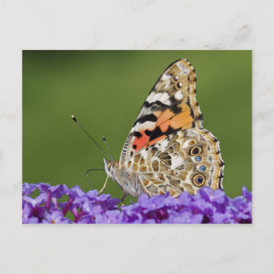 Rassembler une carte postale Nectar