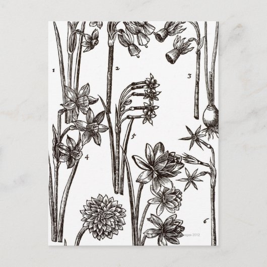 Rassen van Jonquils Briefkaart (Voorkant)