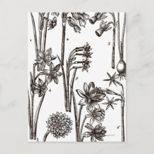 Rassen van Jonquils Briefkaart