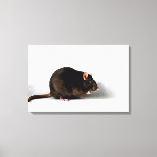 Rat 24x16 (60x40cm) wacm canvas afdruk