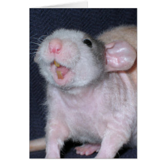 Rat au sourire mignon