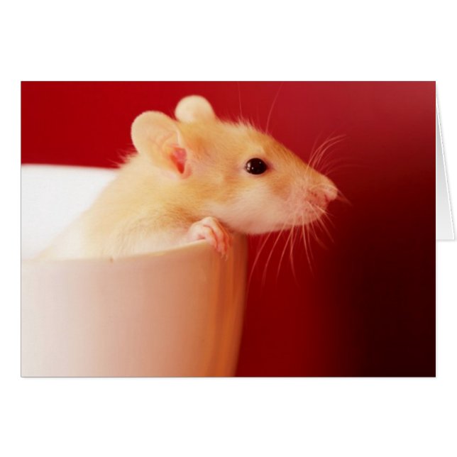 Rat bébé (Devant horizontal)